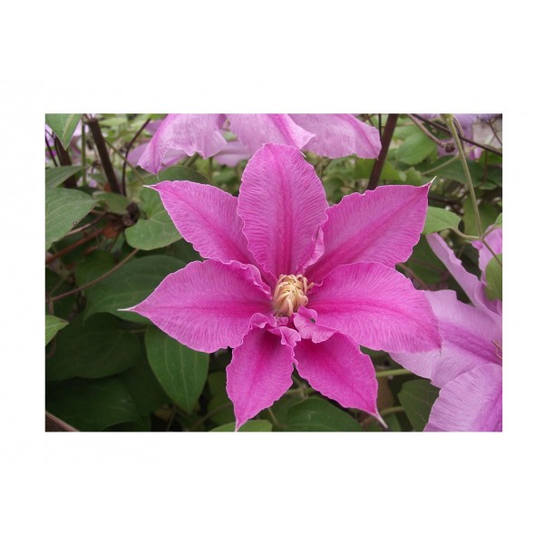Clematis - Climber - Ernest Markem x1