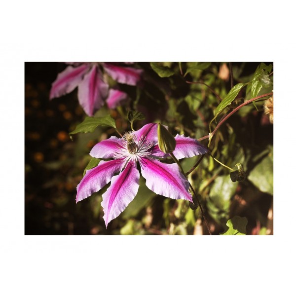 Clematis - Climber -  Nelly Moser - x1