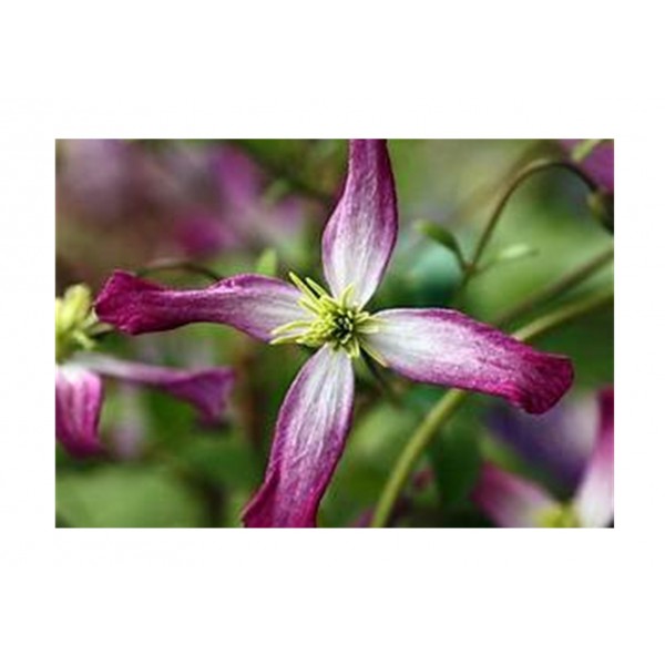 Clematis - Climber -  Triternata Rubromarginata - x1
