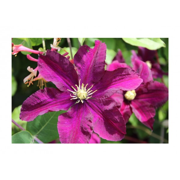 Clematis - Climber - Vivienne Beth Currie - x1