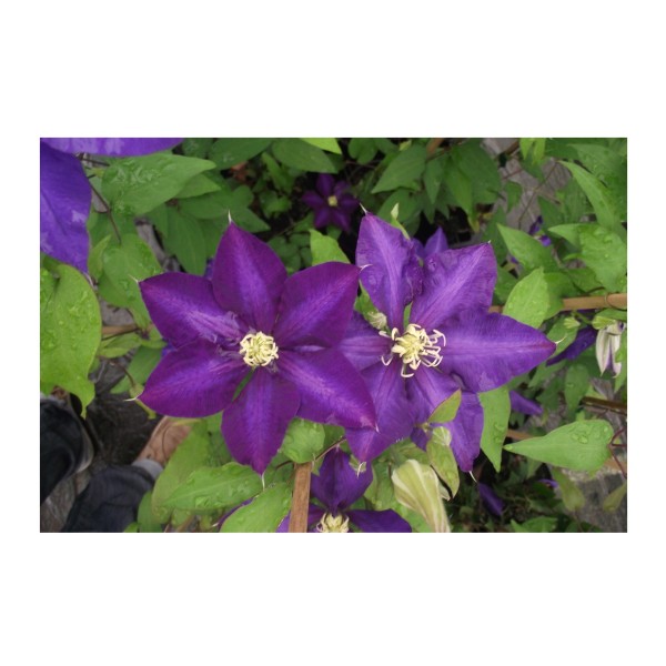 Clematis - Climber - Daniel Doronda x1