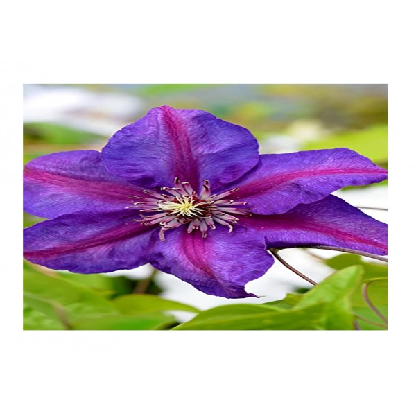 Clematis - Climber Mrs N Thompson