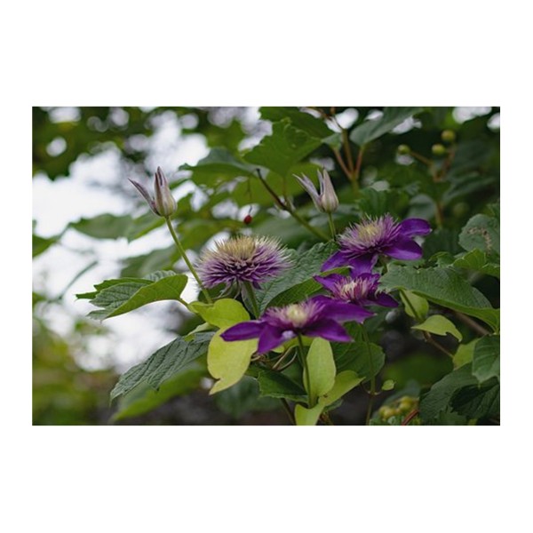 Clematis - Climber - Multi Blue - x1