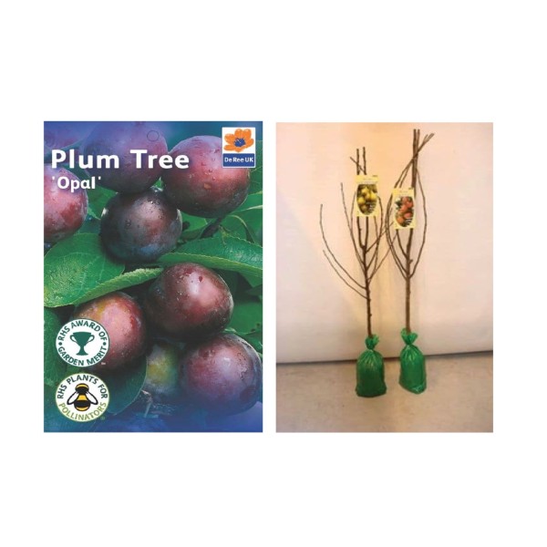 Bareroot Opal Plum Tree x1