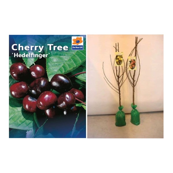 Bareroot Hedelfinger Fruit Tree - x1