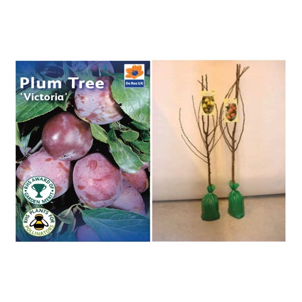 Bareroot Victoria Plum Fruit Tree - x1