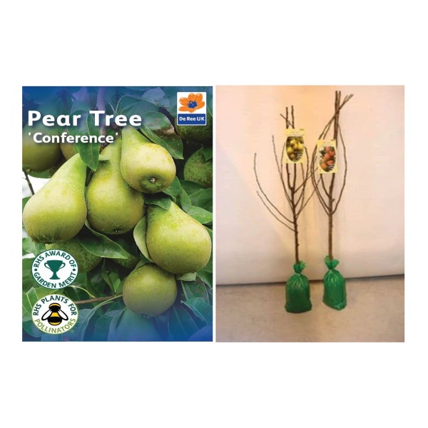 Bareroot Conference Fruit Tree - x1