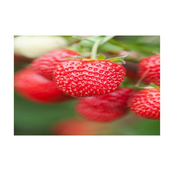 Strawberry Christine Bare Root  x10