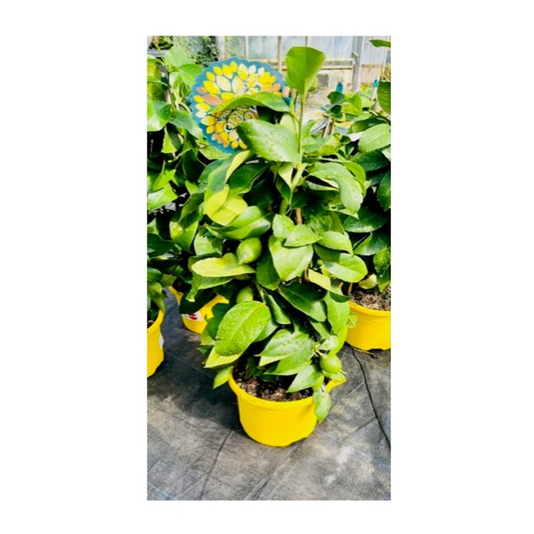 Citrus Lemon 'Limone Lunario'