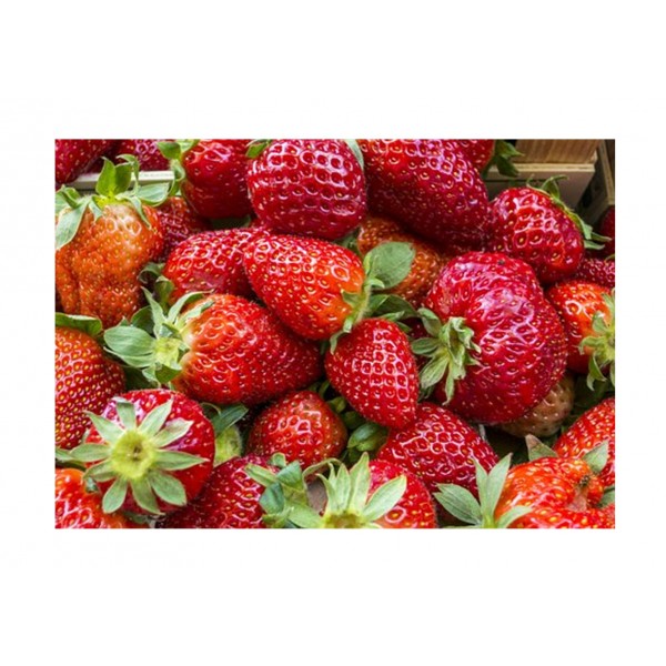 Strawberry Elsanta Bare Root (x10)