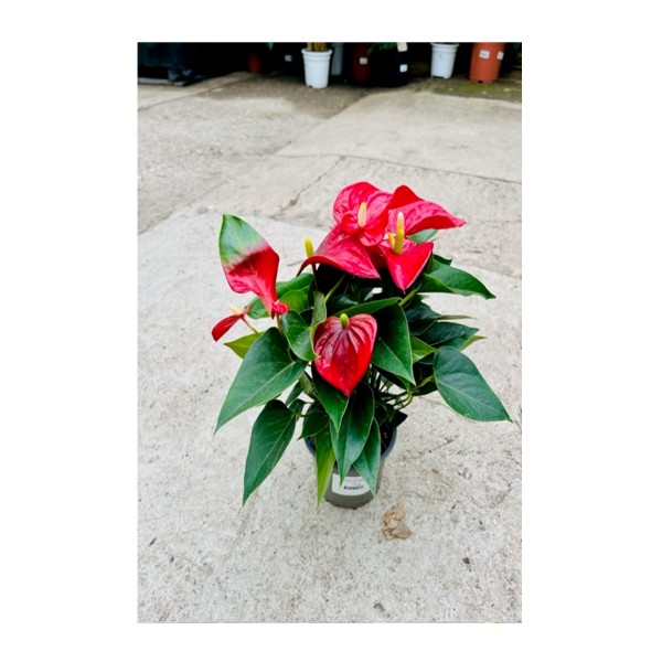 Anthurium & Diamond