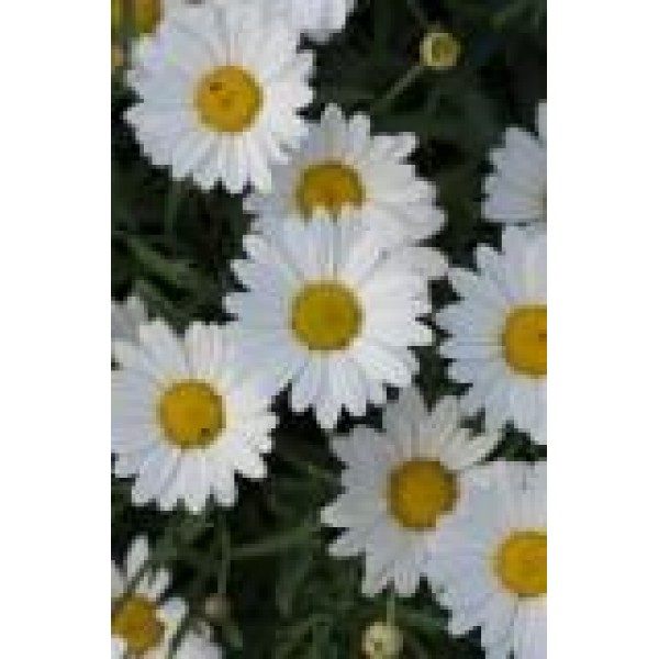 Argyranthemum - Margeurite Everest White - Plug Plant x 6