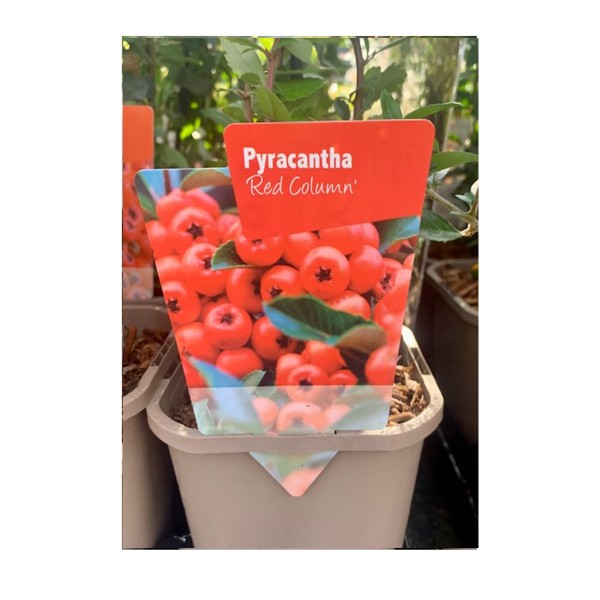 Pyracantha 'Red Column'