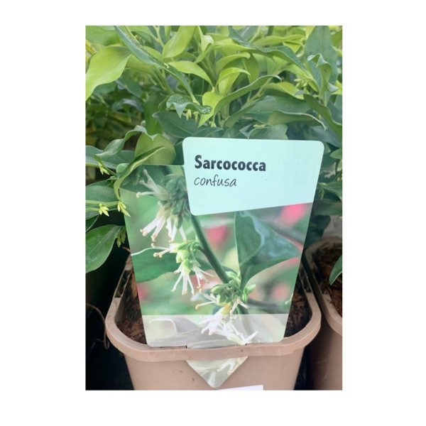 Sarcococca 'confusa'