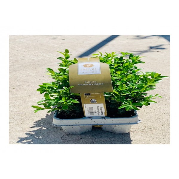 Buxus Sempervirens Potgrown - x6 pack