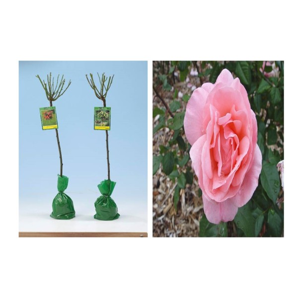 Bareroot Rose Garden Queen x1