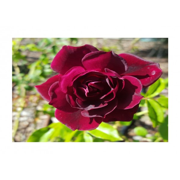 Rose - Floribunda Rosa 'Burgandy' 