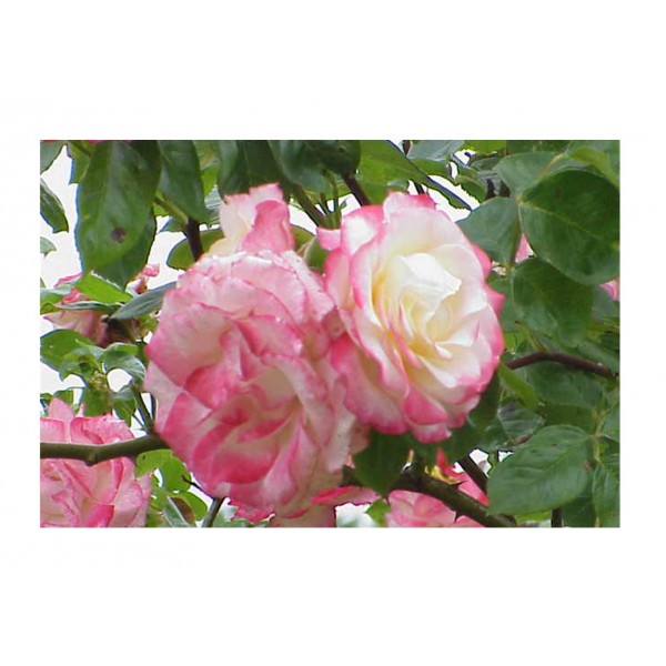 Rose Climber - Handel
