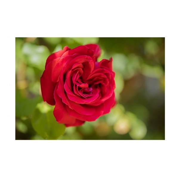 Rose - Hybrid T 'Loving Memory'