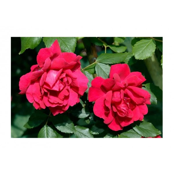 Rose - Climber - Paul's scarlet