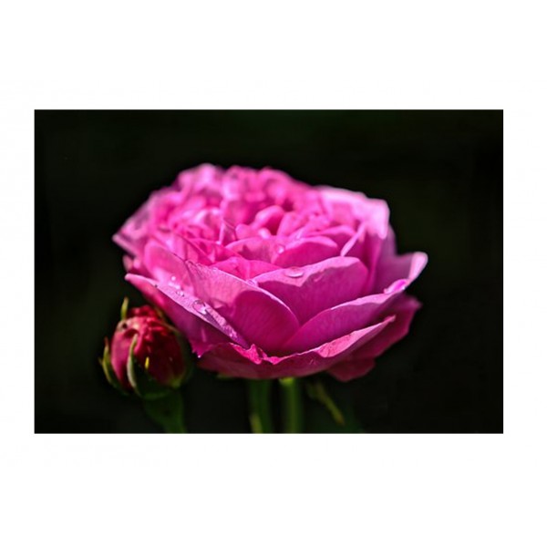 Rose - Bush Hybrid Tea - Pure poetry