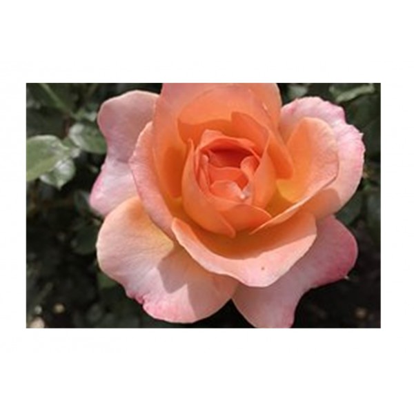 Rose - Hybrid T 'Doris Rachel'