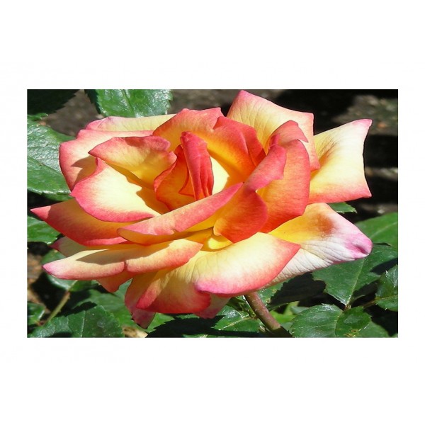 Rose - Hybrid T 'Shelia's Perfume'