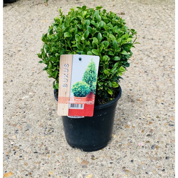 Buxus Sempervirens Ball 2l 