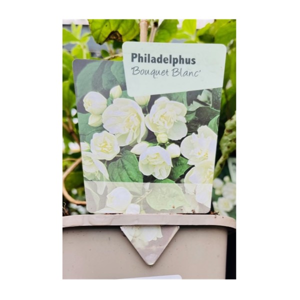 Philadelphus 'Bouquet Blanc'