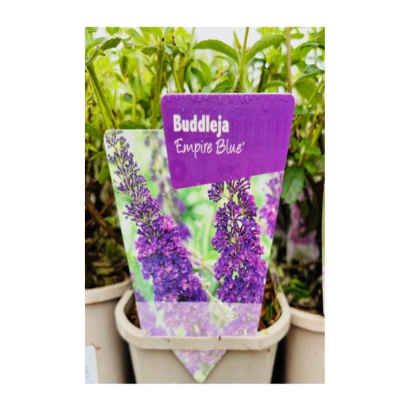 Buddleja 'Empire Blue'
