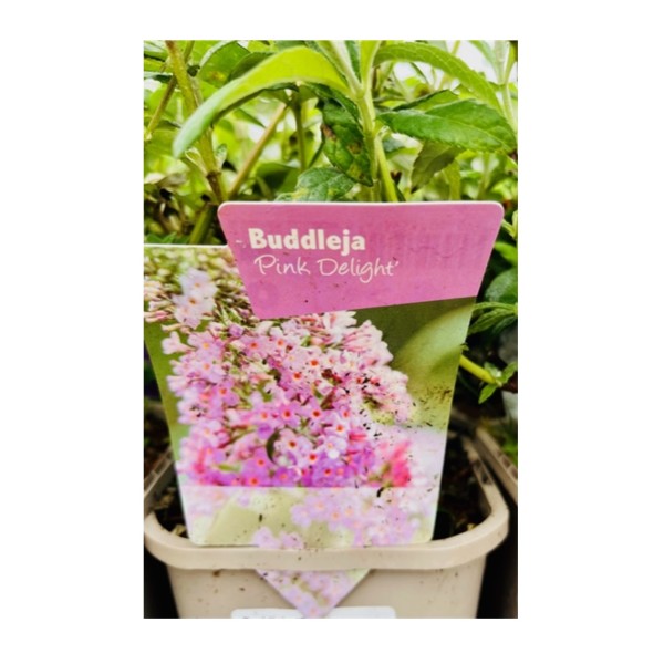 Buddleja 'Pink Delight'