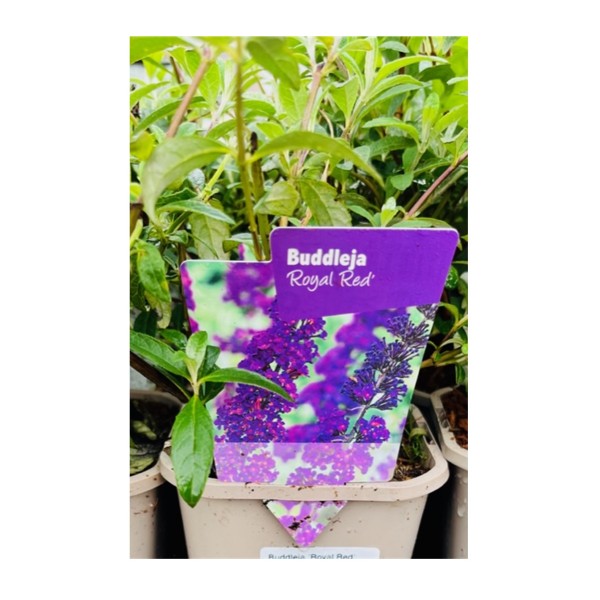 Buddleja 'Royal Red'