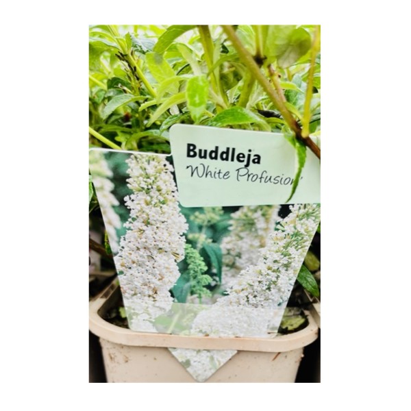 Buddleja 'White Profusion'