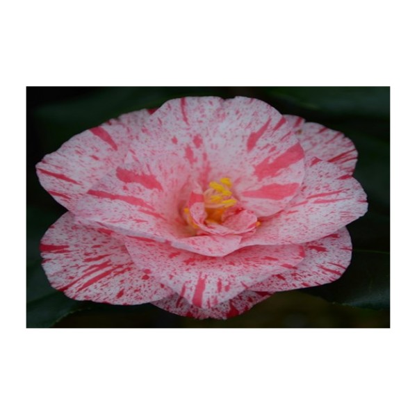 Camellia 'Kick Off' Special Offer