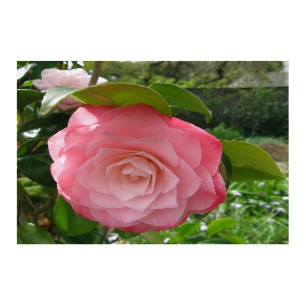 Camellia 'Nuccio's Pearl' Special Offer