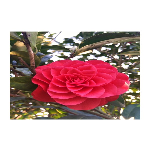 Camellia 'Princes Bachiotti' Special Offer