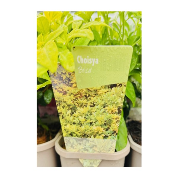 Choisya 'Brica'