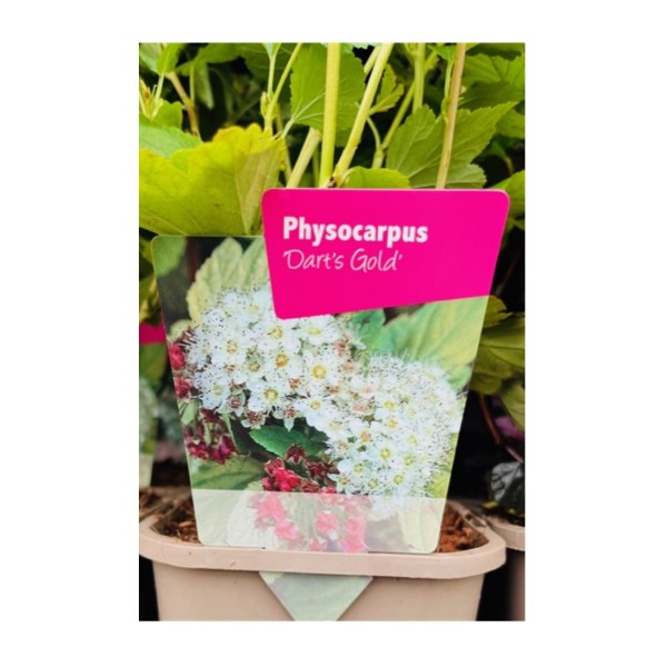 Physocarpus 'Darts Gold'