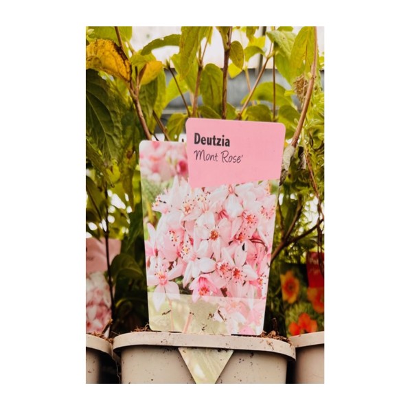 Deutzia 'Mont Rose'