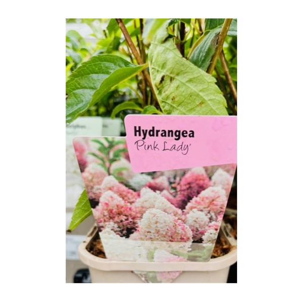 Hydrangea 'Pink Lady'