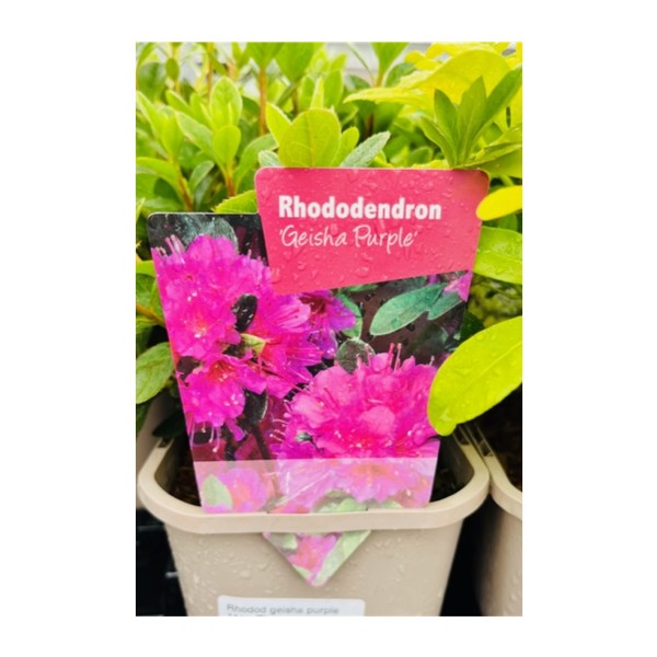 Rhododendron 'Geisha Purple'