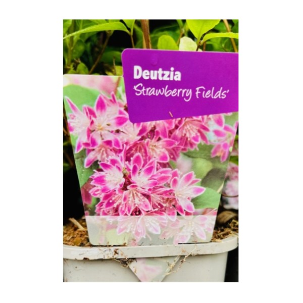 Deutzia 'Strawberry Fields'