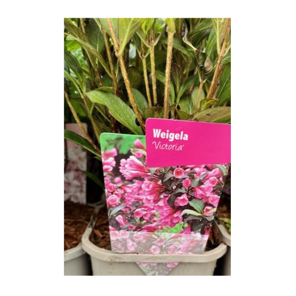 Weigela 'Victoria'