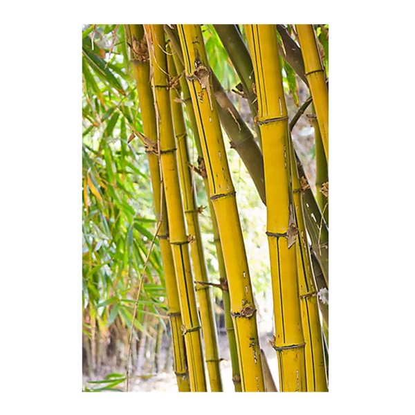 Bamboo - Phyllostachys aureosulcata f. Spectabilia  x1