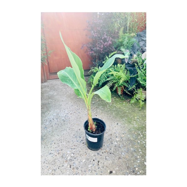 Banana - Musa Bajoo