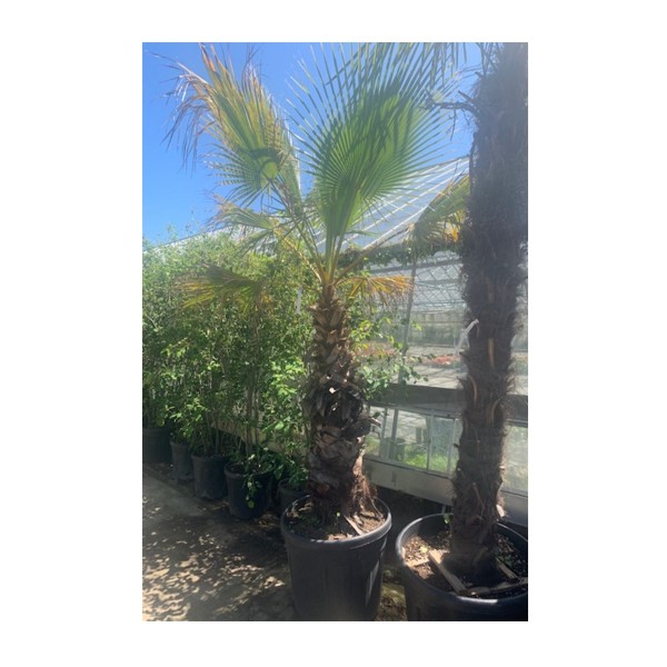 Californian Fan Palm