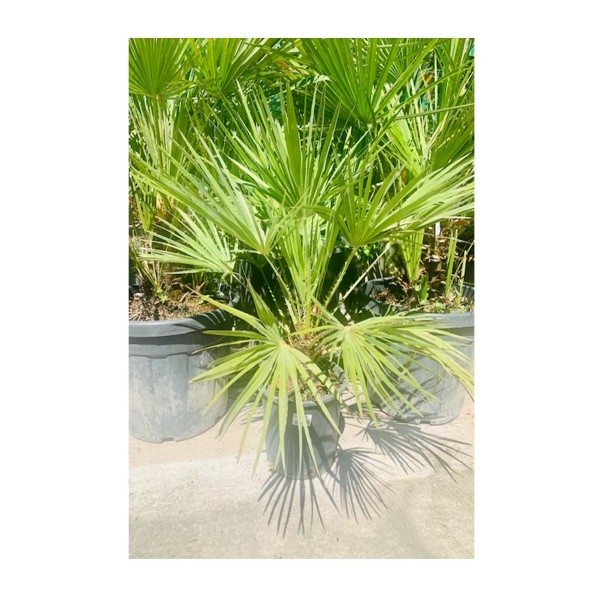 Chamaerops Humilis