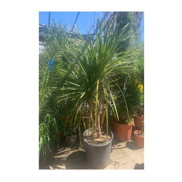 Cordyline australis (2 stems) 'Cabbage palm'