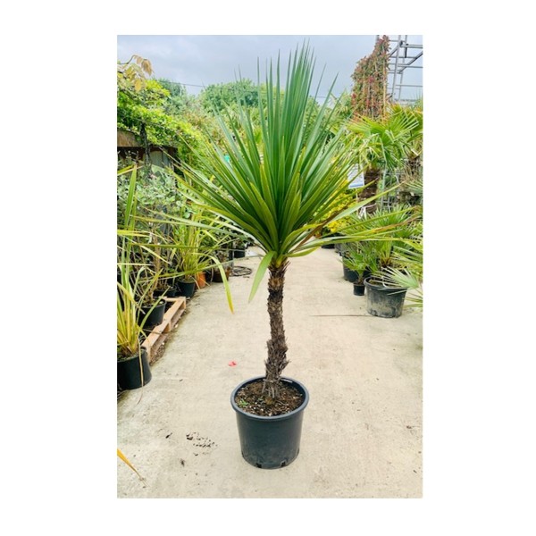 Cordyline australis 'Cabbage palm'