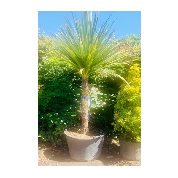 Cordyline australis 'Cabbage palm'